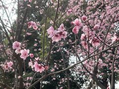 -九锅一堂酸菜鱼(新南凯德直营店)