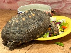 -上海大自然野生昆虫馆(东方明珠·爬宠昆虫探索中心)