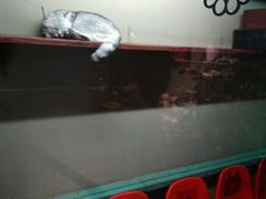 -猫咪博物馆(顶澳仔猫街店)