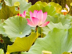 -莲花池公园