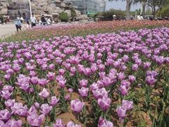 -石家庄市植物园