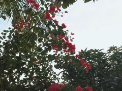 -云溪植物园