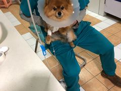 打吊针-西安京西宠物医院·瘫痪·疑难杂症