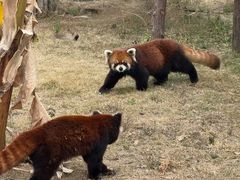 -泉州海丝野生动物世界