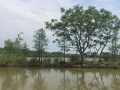 -大湾区中央湿地公园