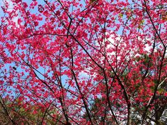 -天适樱花悠乐园