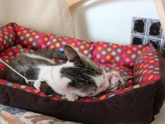 -海边的猫和咖啡馆