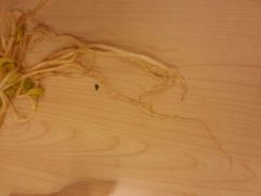 android_upload_pic-面点王(石厦分店)