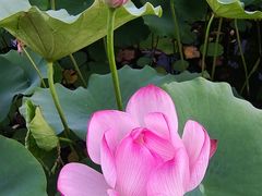 -莲花池公园