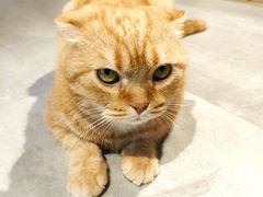 -猫儿山۰猫主题餐厅