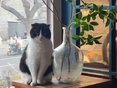 -猫小院猫主题餐厅(南锣旗舰店)