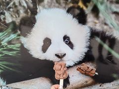 -成都大熊猫繁育研究基地