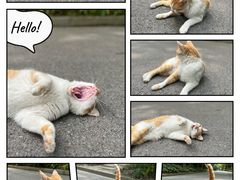 -上海吴淞炮台湾国家湿地公园