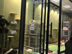 -东方名猫馆·英短金渐层布偶猫舍(环线广场1号楼店)