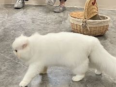 -More Fun猫咖 二十只万元加菲主题