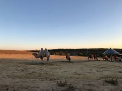 -鄂尔多斯野生动物园