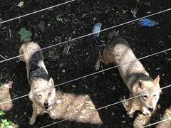 -石家庄市动物园