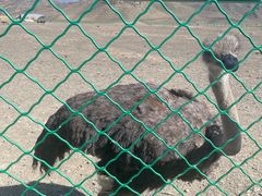 -新疆天山野生动物园