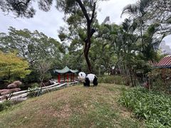 -九龙公园