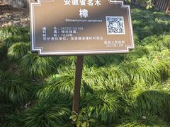 -新安江山水画廊风景区
