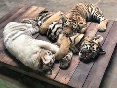 -上海野生动物园
