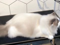 -萌兽医馆·眼科·异宠专科(三里屯店)