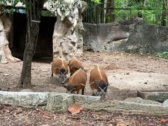 -清迈夜间动物园