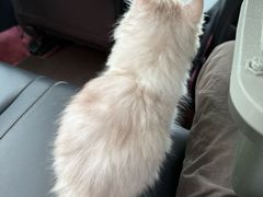 -瑞派康怡24h宠物医院·犬猫医疗中心·微创绝育(瑞景分院)