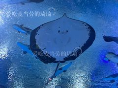 -珠海长隆海洋王国