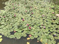 -武清南湖绿博园