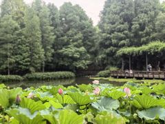 -上海滨江森林公园