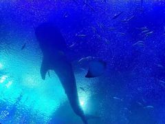 -珠海长隆海洋王国
