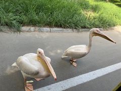 -北京野生动物园