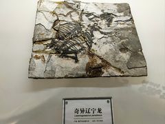 -辽宁古生物博物馆