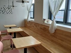 -猫腻·猫咖·撸猫馆(星光大道店)
