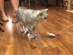 -猫友咖啡店(玉林西路店)