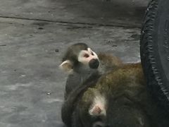 -西安秦岭野生动物园