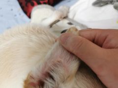 -美联众合爱康动物医院•复杂内科•肿瘤科•牙科•腔镜诊疗中心