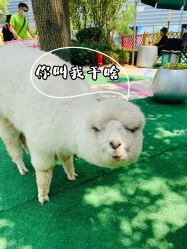 -萌宠亲子动物乐园(槐房万达店)