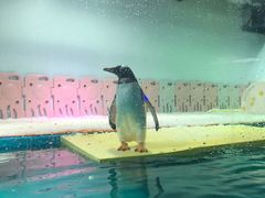 -正佳极地海洋世界