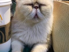 -猫色咖啡·猫咖