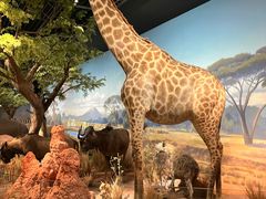 -陕西自然博物馆