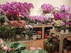-双季花艺园艺市场(浦东店)