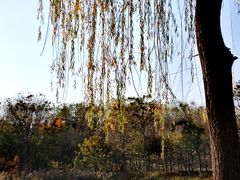 -大兴滨河森林公园