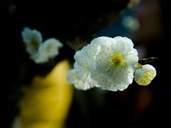 android_upload_pic-上海海湾国家森林公园