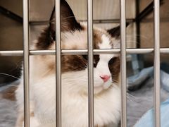 -艾吉宠物医院·疑难杂症转诊中心·猫友好(碧江路院)