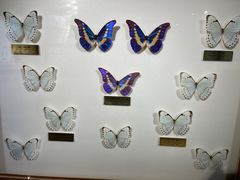 -上海昆虫博物馆