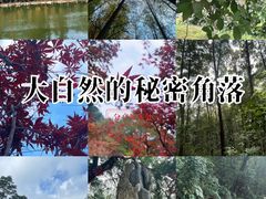 -广州市帽峰山景区