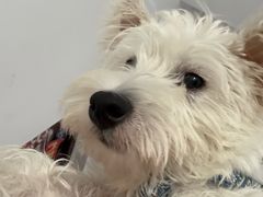 -帕帕拉兹宠物(亚洲旗舰店)