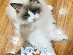 -MOCHA明星猫咖(田子坊店)